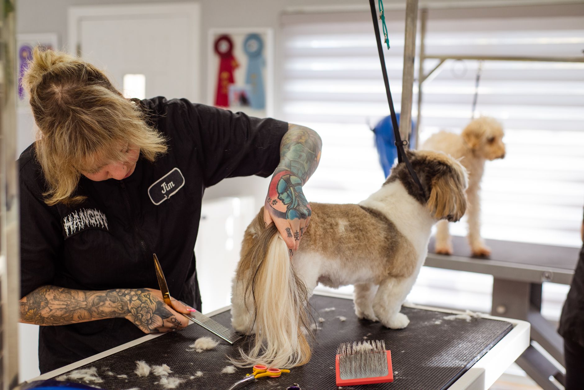 Groomer z tatuażami przycina sierść Shih Tzu w kolorowym salonie
