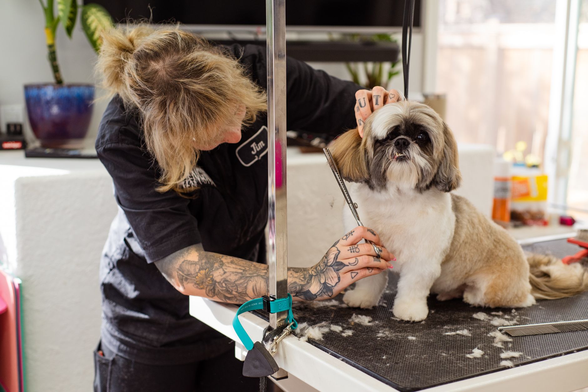 Kobieta przycina sierść Shih Tzu w salonie groomerskim