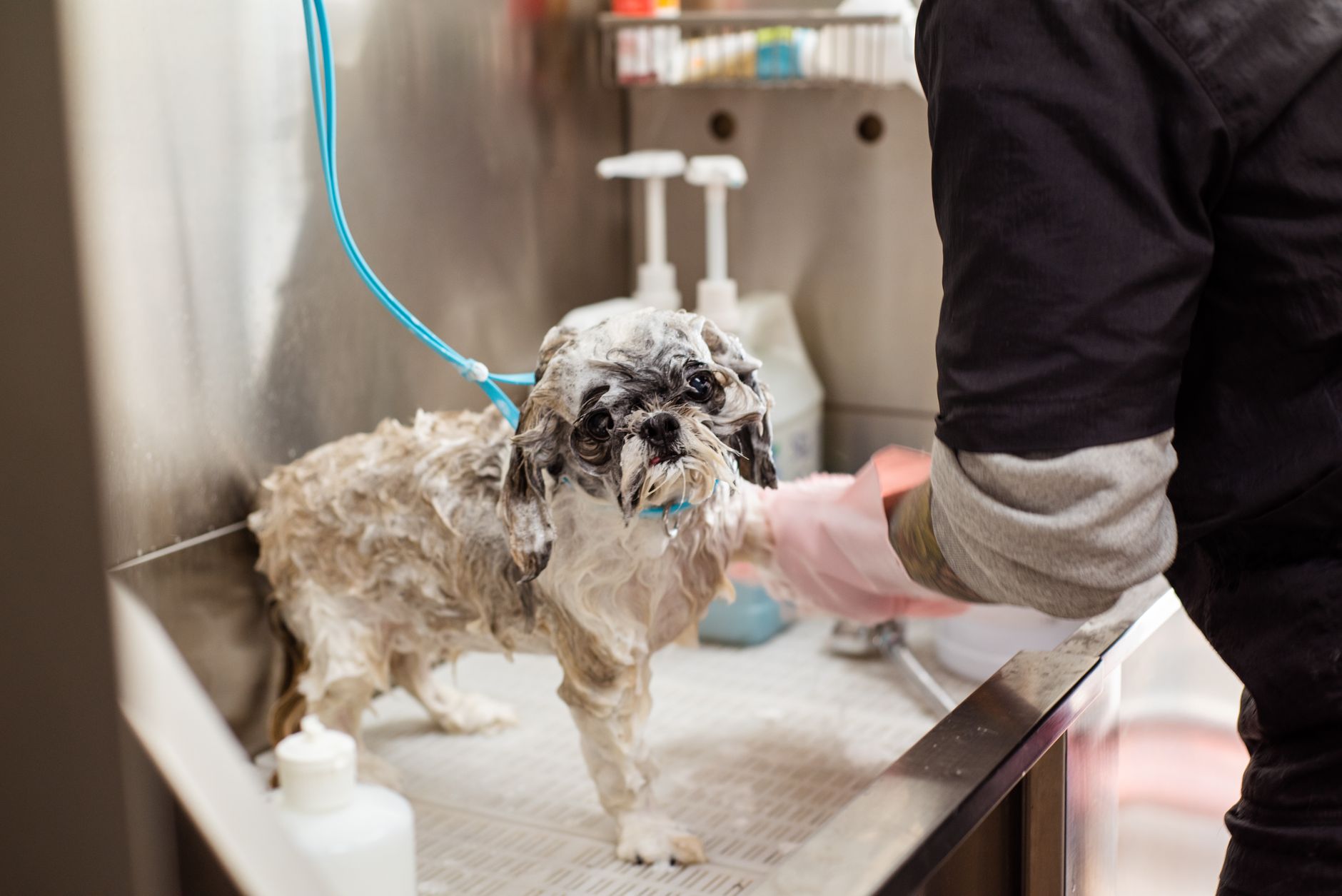 Mokry Shih Tzu kąpany w salonie groomerskim przez osobę w różowych rękawicach