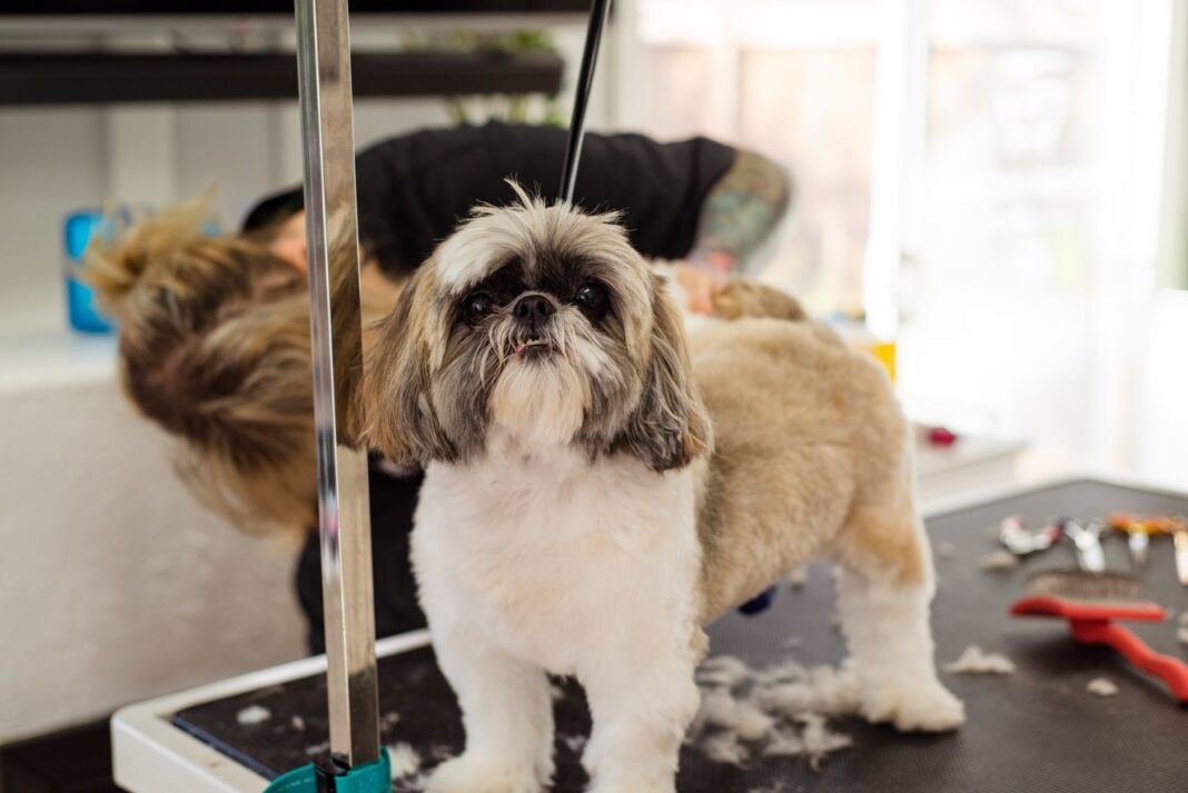 Shih Tzu podczas profesjonalnej pielęgnacji u groomera